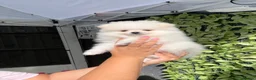 Pomeranian dogs for sale: Teddy bear Pomeranian  **  puppies  in Lutterworth - Advert 3