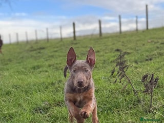 Australian Kelpie dogs Australian Kelpie Puppies WKC Registered - Advert 2