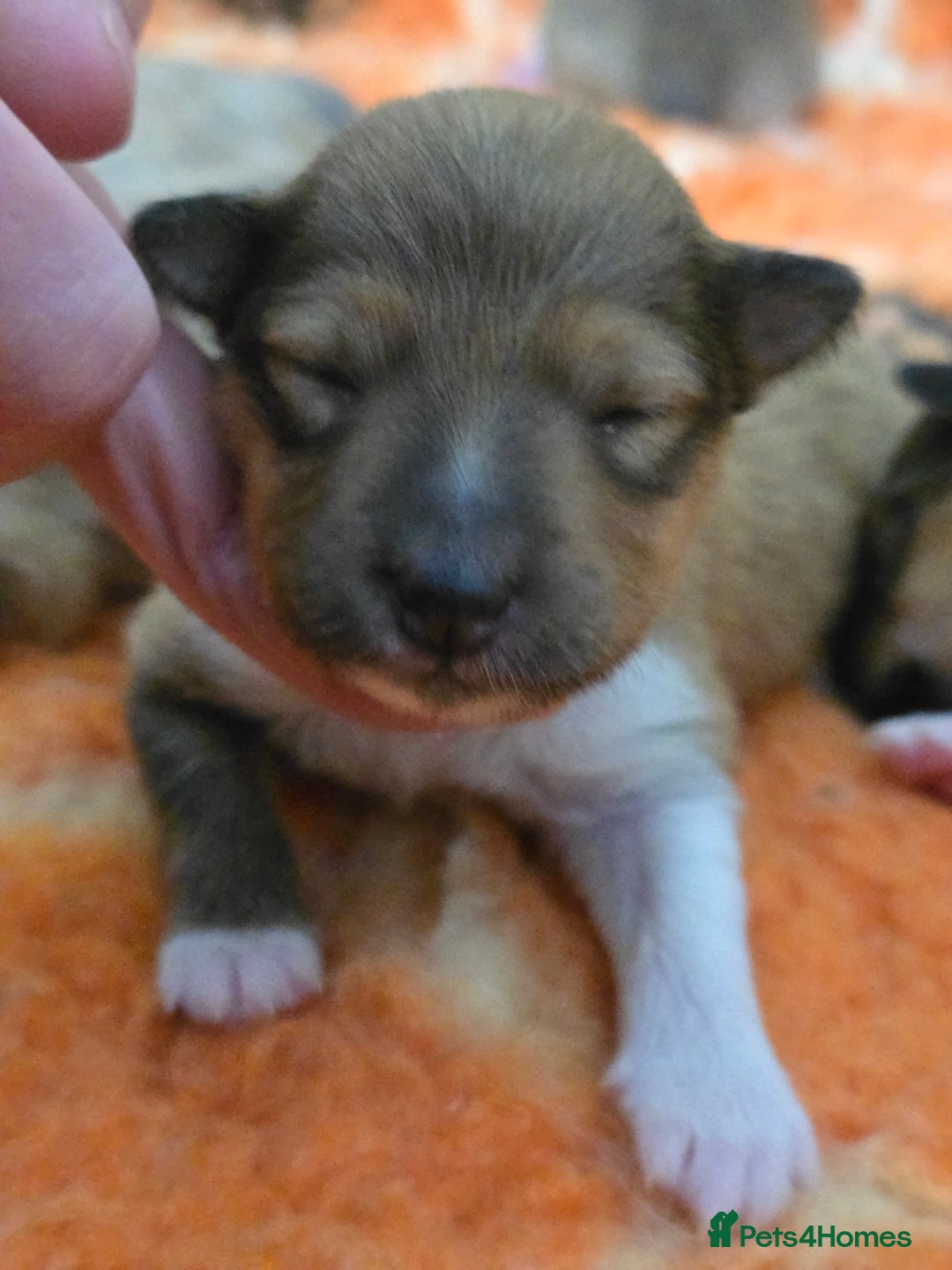 Shetland Sheepdog dogs for sale: Shetland sheepdog girl pups - Advert 9