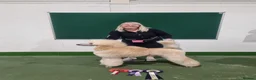 Standard Poodle dogs for stud: Red St Poodle For Stud Extensively Health Tested in Pontypool - Advert 36