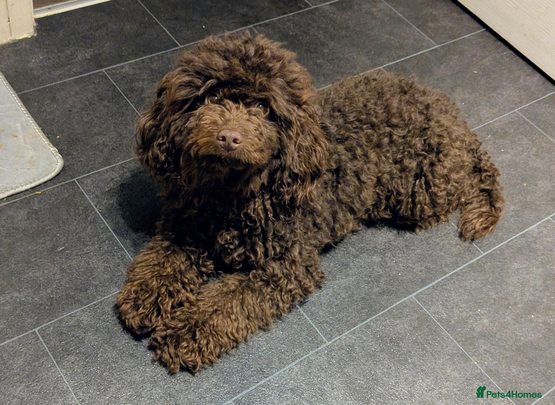 Cockapoo dogs Cockapoo  - Advert 1