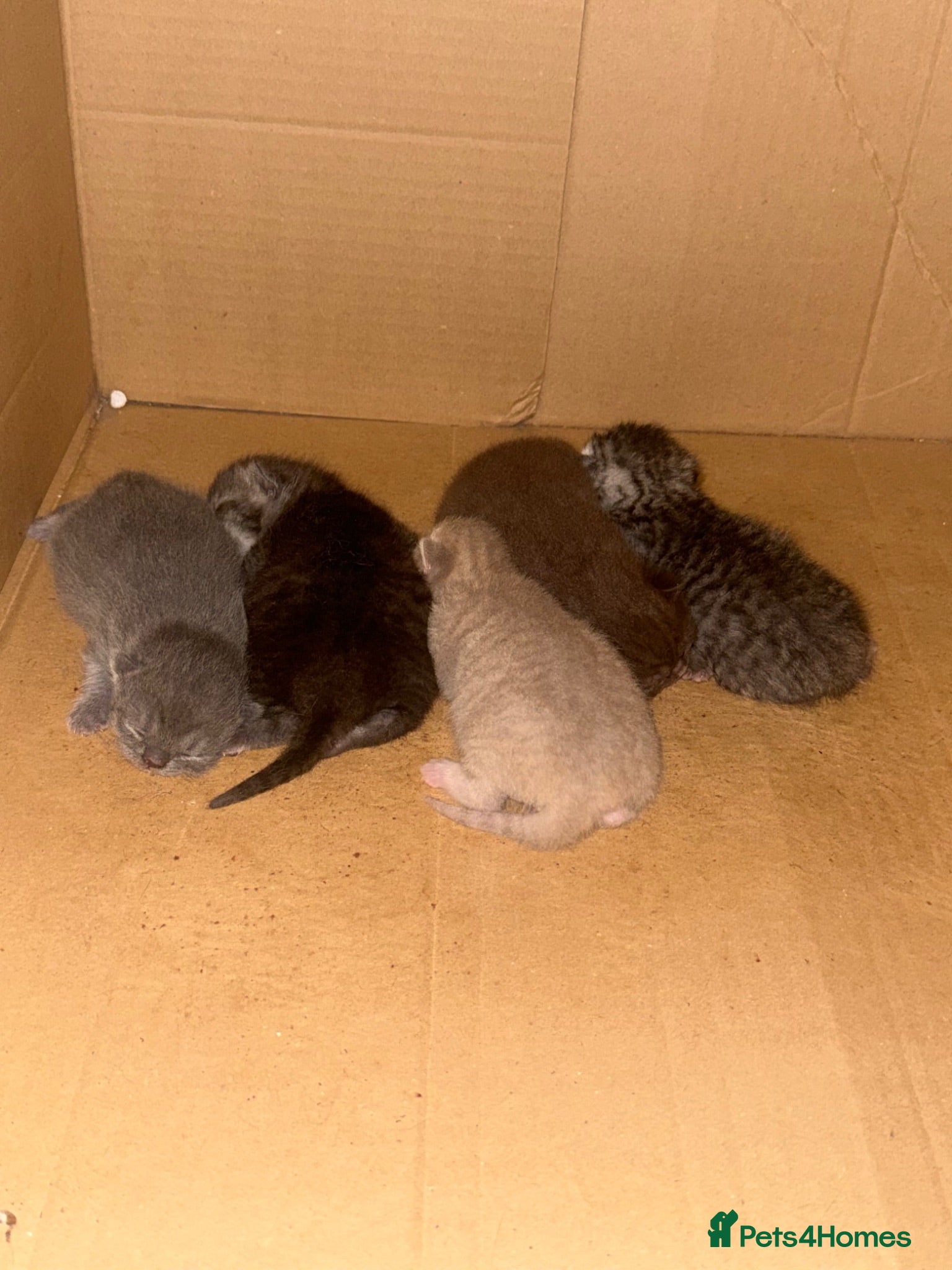 British Shorthair cats Scottishstraight x British shorthair kittens  - Advert 2