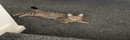 Domestic Shorthair cats for sale: 🐾 Kairo & Wooshay – Loving Homes Wanted 🐾 - Advert 2