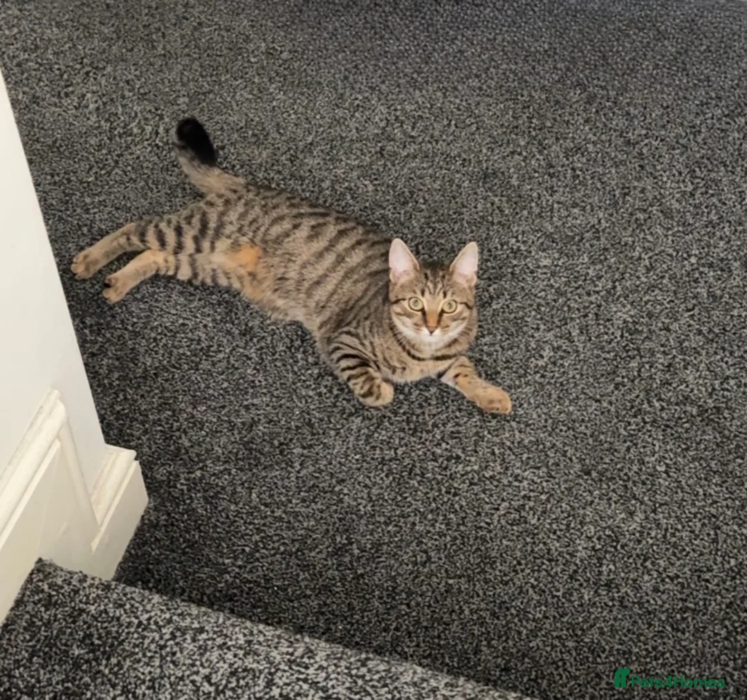 Domestic Shorthair cats for sale: 🐾 Kairo & Wooshay – Loving Homes Wanted 🐾 - Advert 2