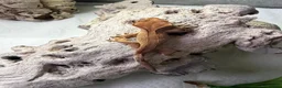 Gecko reptiles for sale: Crested Gecko in Billingshurst - Advert 3
