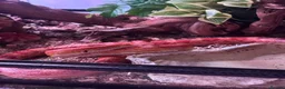 Corn Snake reptiles for sale: Amel Corn Snake High Red Line, Adult Male - Advert 7