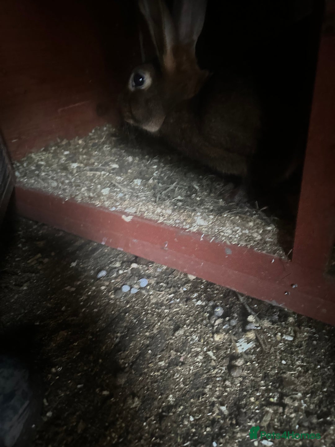 Belgian Hares rabbits for sale: Belgian hares for sale  - Advert 7
