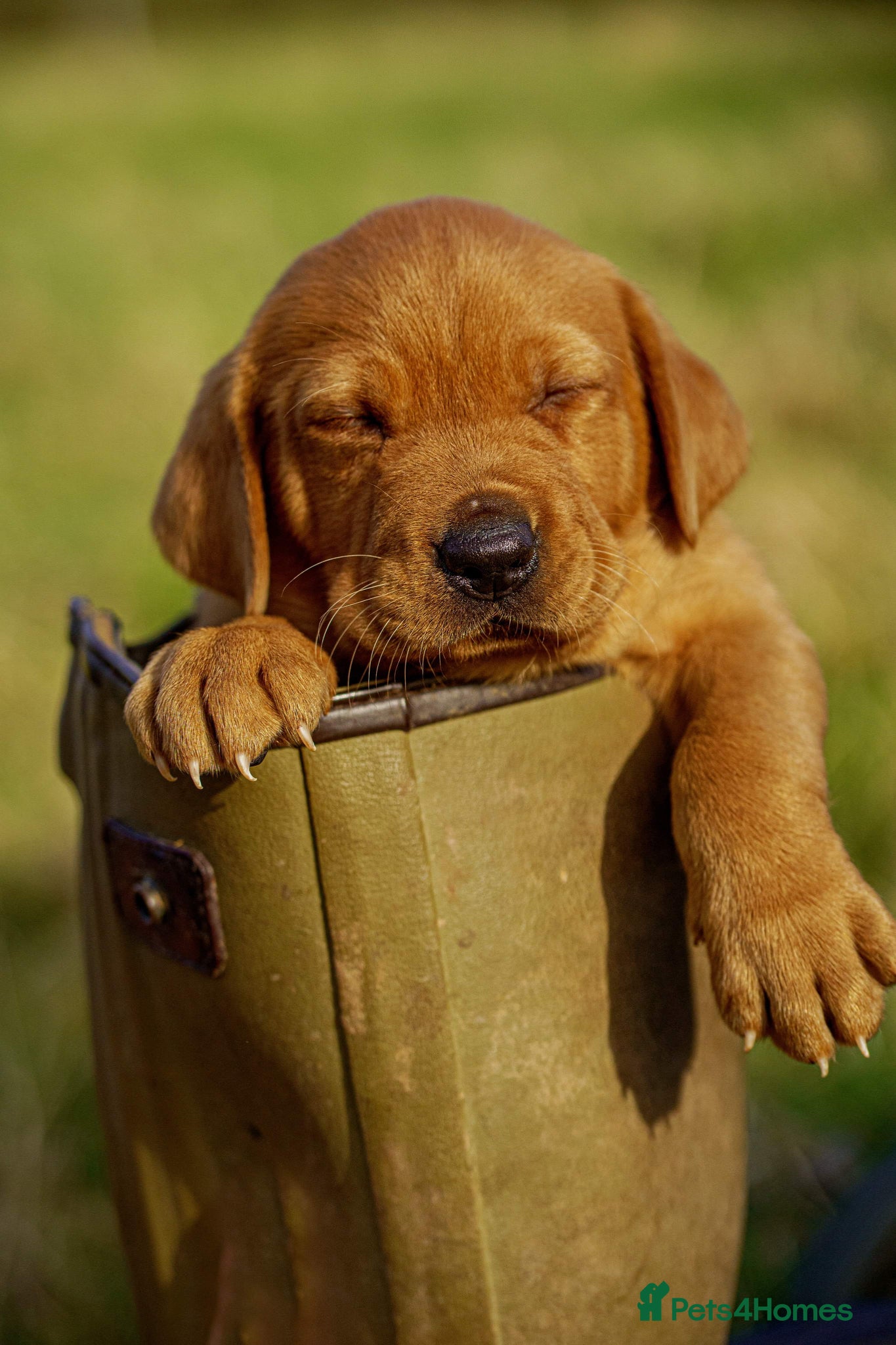 Labrador Retriever dogs Exceptional fully health tested dark red pups - Advert 1