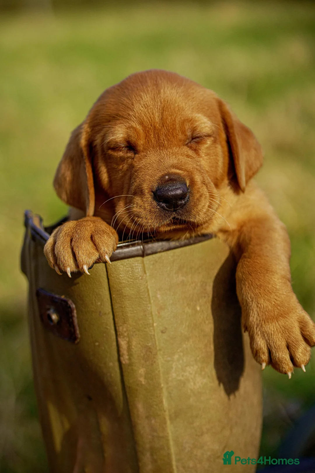 Labrador Retriever dogs for sale: Exceptional fully health tested dark red pups in Droitwich - Advert 1