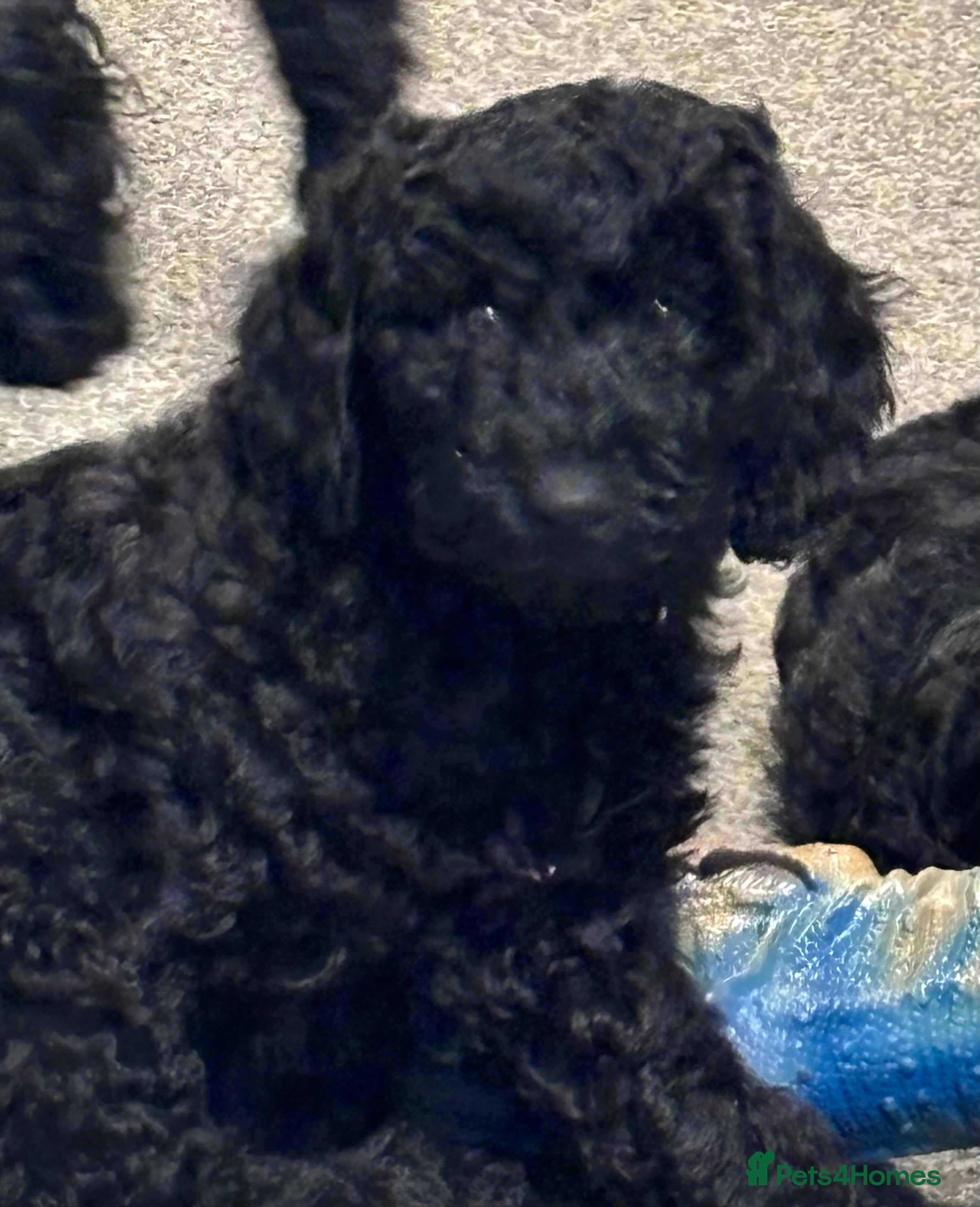 Miniature Poodle dogs Female Miniature poodle ready now - Advert 8