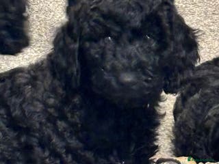 Miniature Poodle dogs Female Miniature poodle ready now - Advert 13