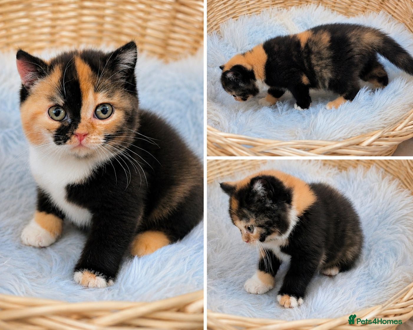British Shorthair cats 💖👍Quality BSH Boy And Girl😻 - Advert 2