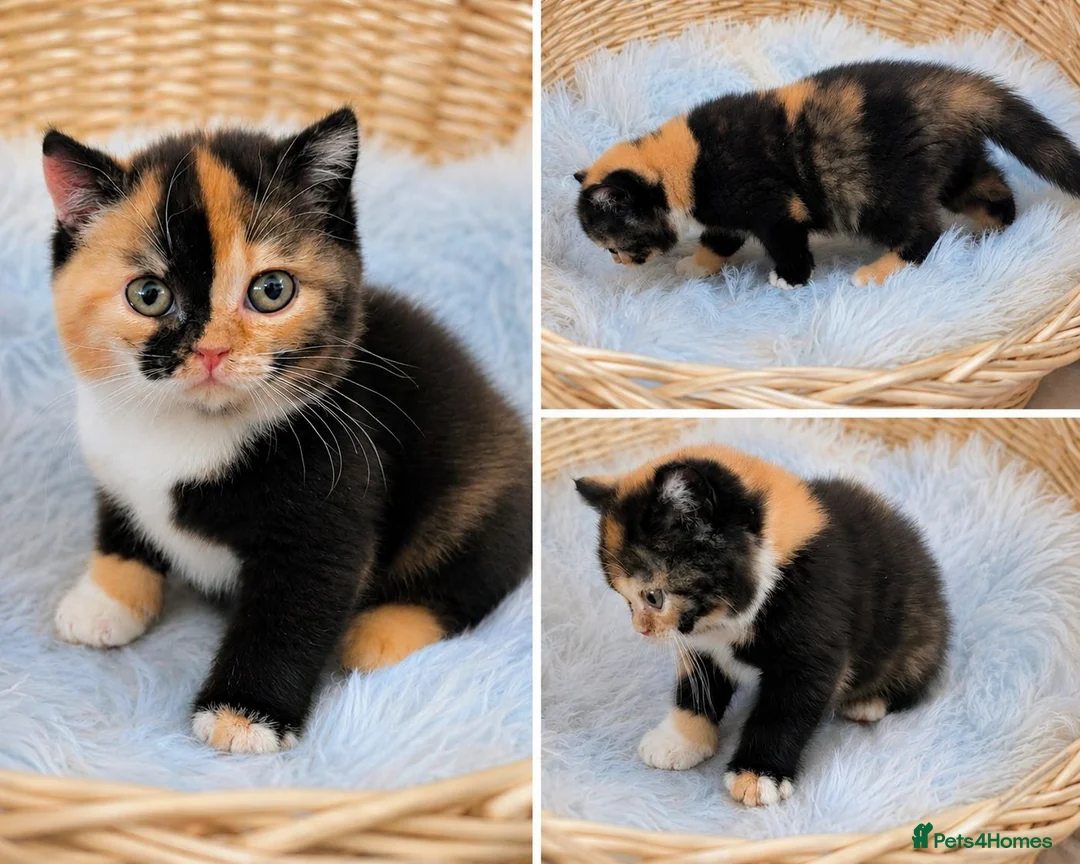 British Shorthair cats for sale: 💖👍Quality BSH Boy And Girl😻 - Advert 2