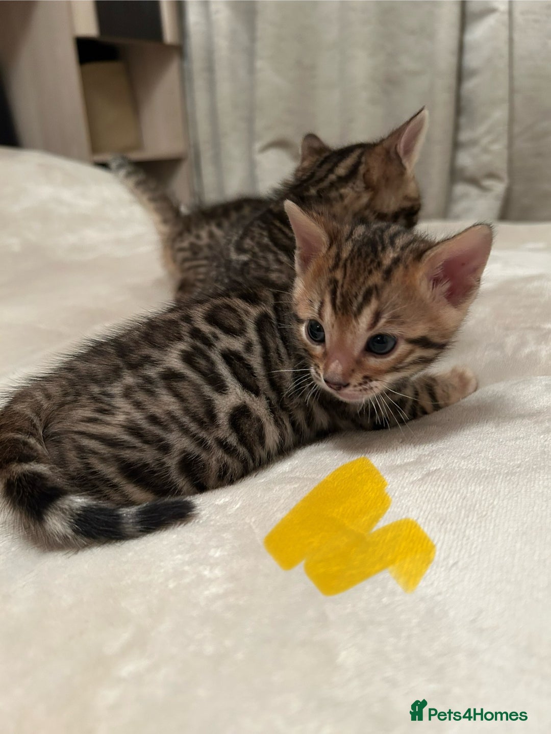 Bengal cats for sale: ❤️ Stunning Bengal Kittens for Reservation ❤️ - Advert 23