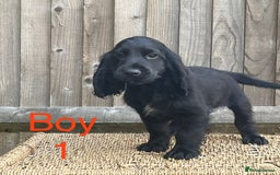 Cocker Spaniel dogs for sale: Cocker spaniel puppies  - Image 2