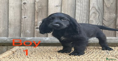 Cocker Spaniel dogs - Advert 15