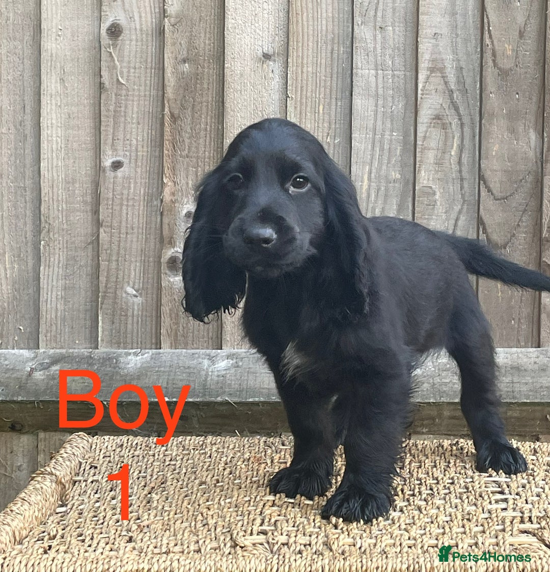 Cocker Spaniel dogs for sale: Cocker spaniel puppies  - Image 2