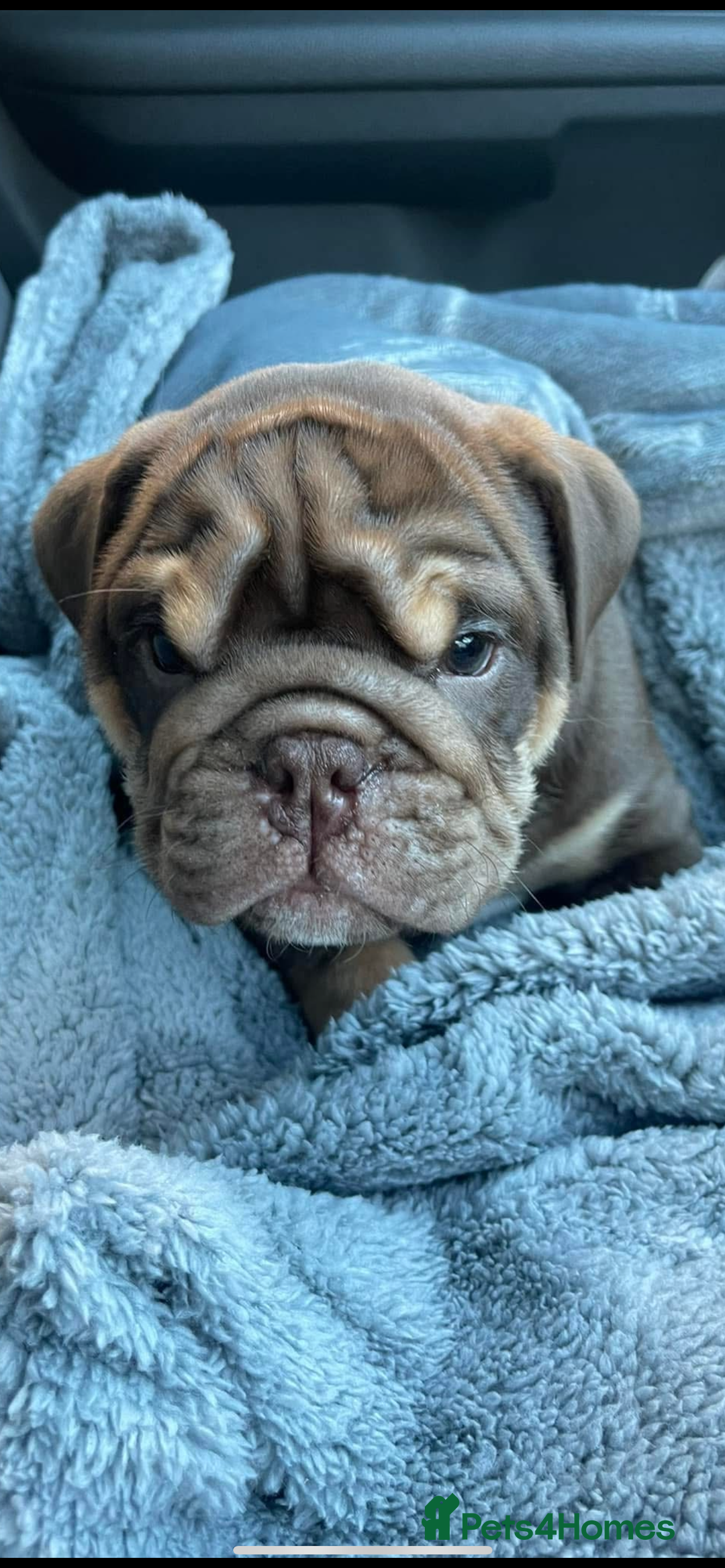 English Bulldog dogs for stud: Sons of king nemesis & epic bully (darling) in Southampton - Image 9