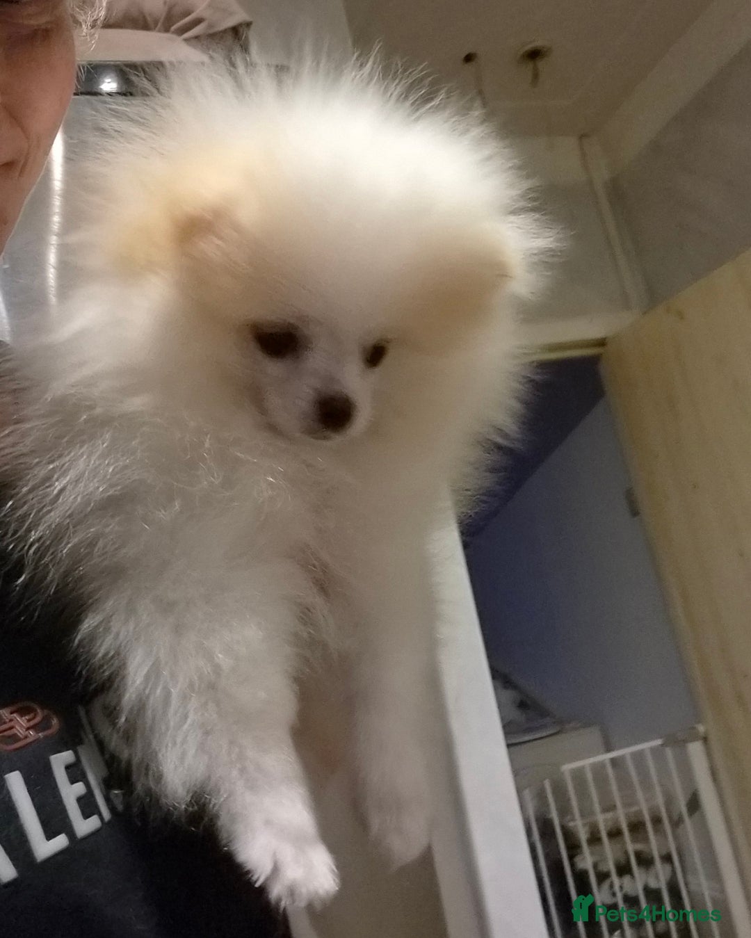 Pomeranian dogs for sale: 💝💝High-quality Korea/Russia Beautiful boys💝💝 - Image 11