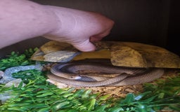 Corn Snake reptiles for sale: Corn Snakes  - Image 1