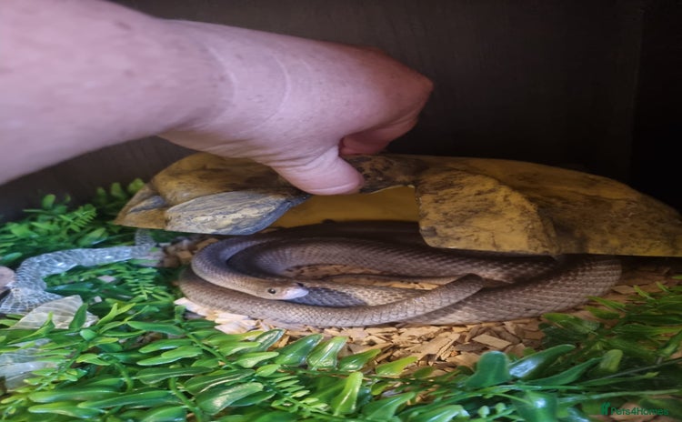 Corn Snake reptiles - Advert 1