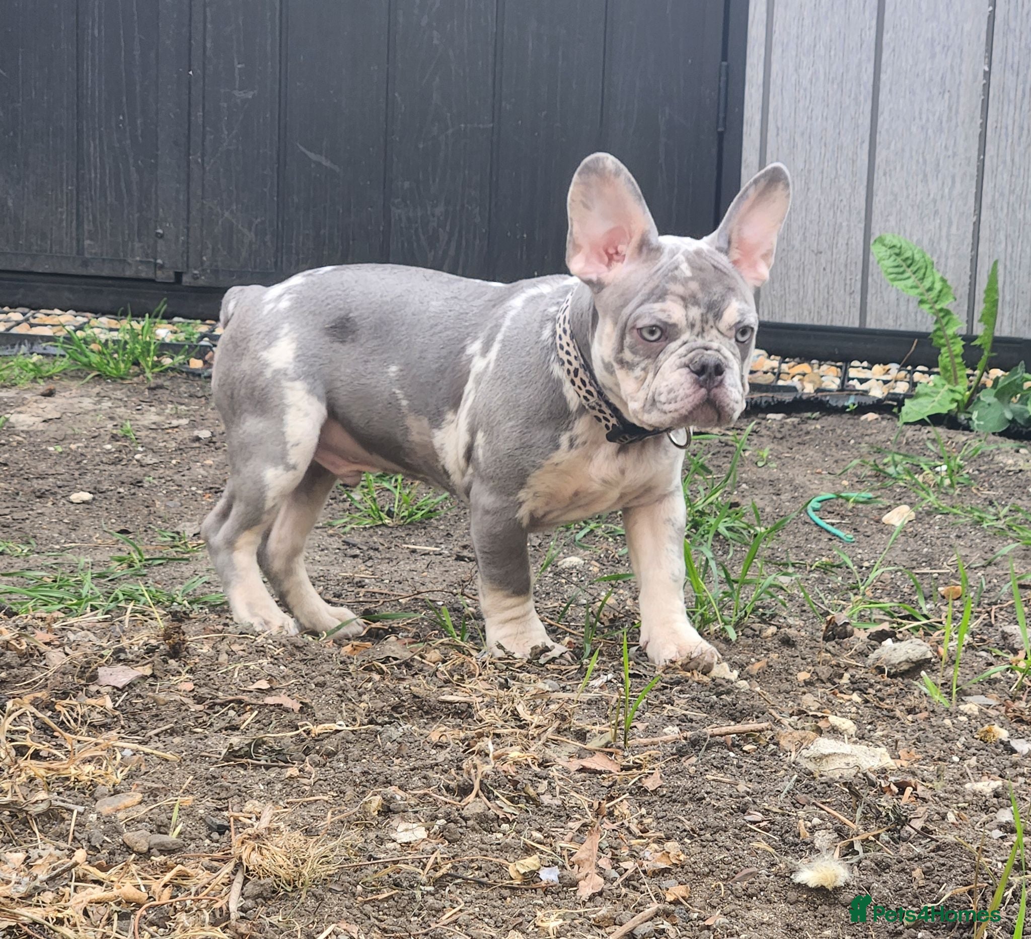 French Bulldog dogs Most Adorable Show Stopper - Advert 6