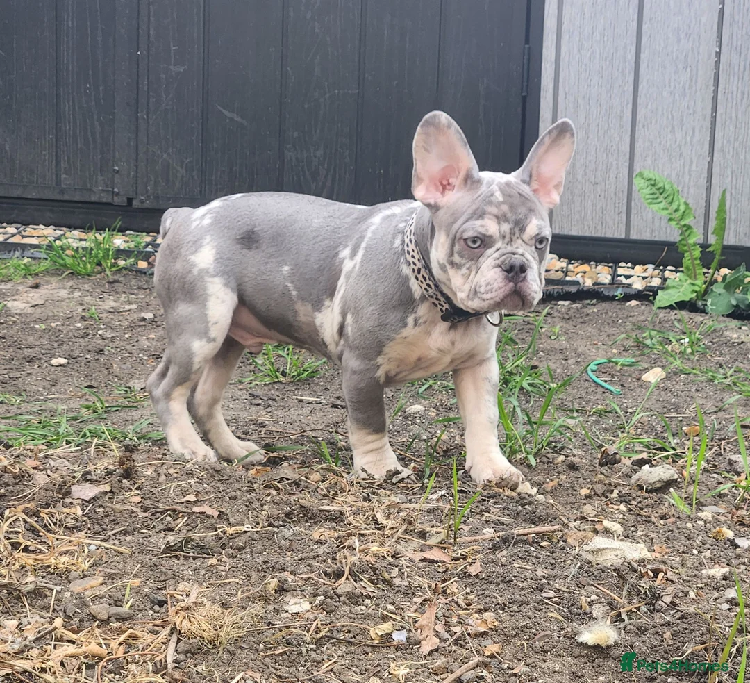 French Bulldog dogs for sale: Most Adorable Show Stopper - Advert 1