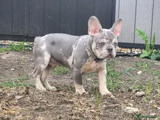 French Bulldog dogs Most Adorable Show Stopper - Advert 7