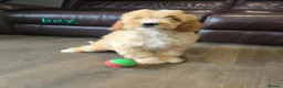 Cavapoo dogs for sale: 5 Adorable F1B Cavapoo puppies for sale 🐾🩷  - Advert 9