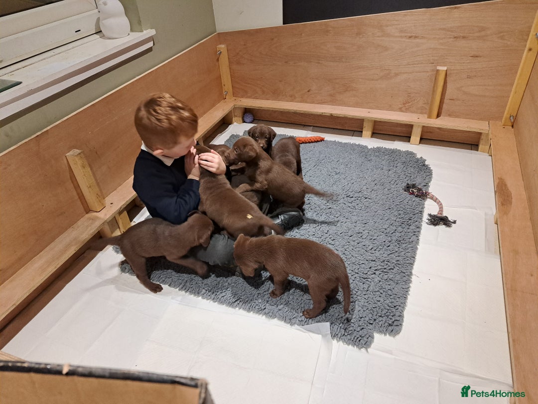 Labrador Retriever dogs for sale: KC Registered Chocolate Labrador Pups - Advert 6