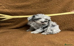 Jackapoo dogs for sale: Beautiful Jackapoo Puppies, READY NOW - Image 2