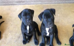 Staffordshire Bull Terrier dogs for sale: Staff Puppies  - Image 3