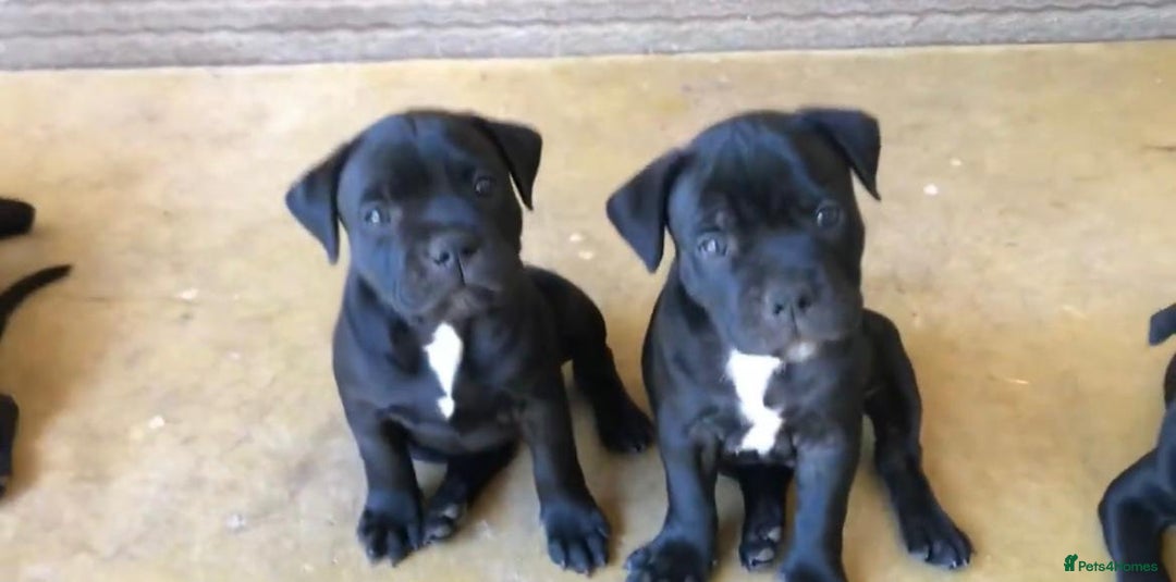 Staffordshire Bull Terrier dogs for sale: Staff Puppies  - Image 3