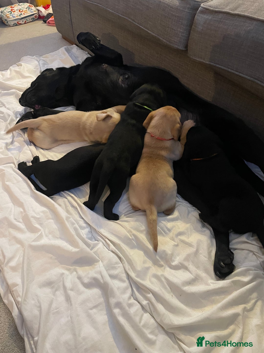 Labrador Retriever dogs for sale: Labrador pup - Advert 6