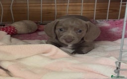 Miniature Dachshund dogs for sale: ✨ REDUCED! 3 OUTSTANDING QUALITY KC PUPS  ✨ - Image 16
