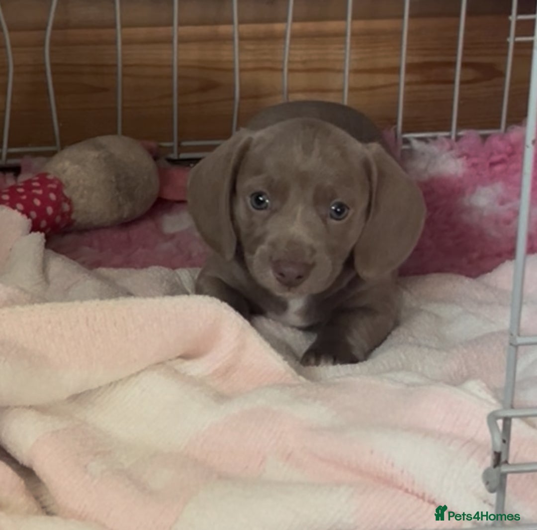 Miniature Dachshund dogs for sale: ✨ REDUCED! 3 OUTSTANDING QUALITY KC PUPS  ✨ - Image 16