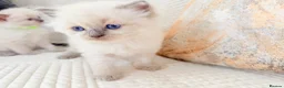 Ragdoll cats for sale: 3 Blue Point Kittens for sale - All Boys!! - Advert 3