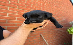 Labrador Retriever dogs for sale: KC Reg Black Labrador Puppies - Image 25