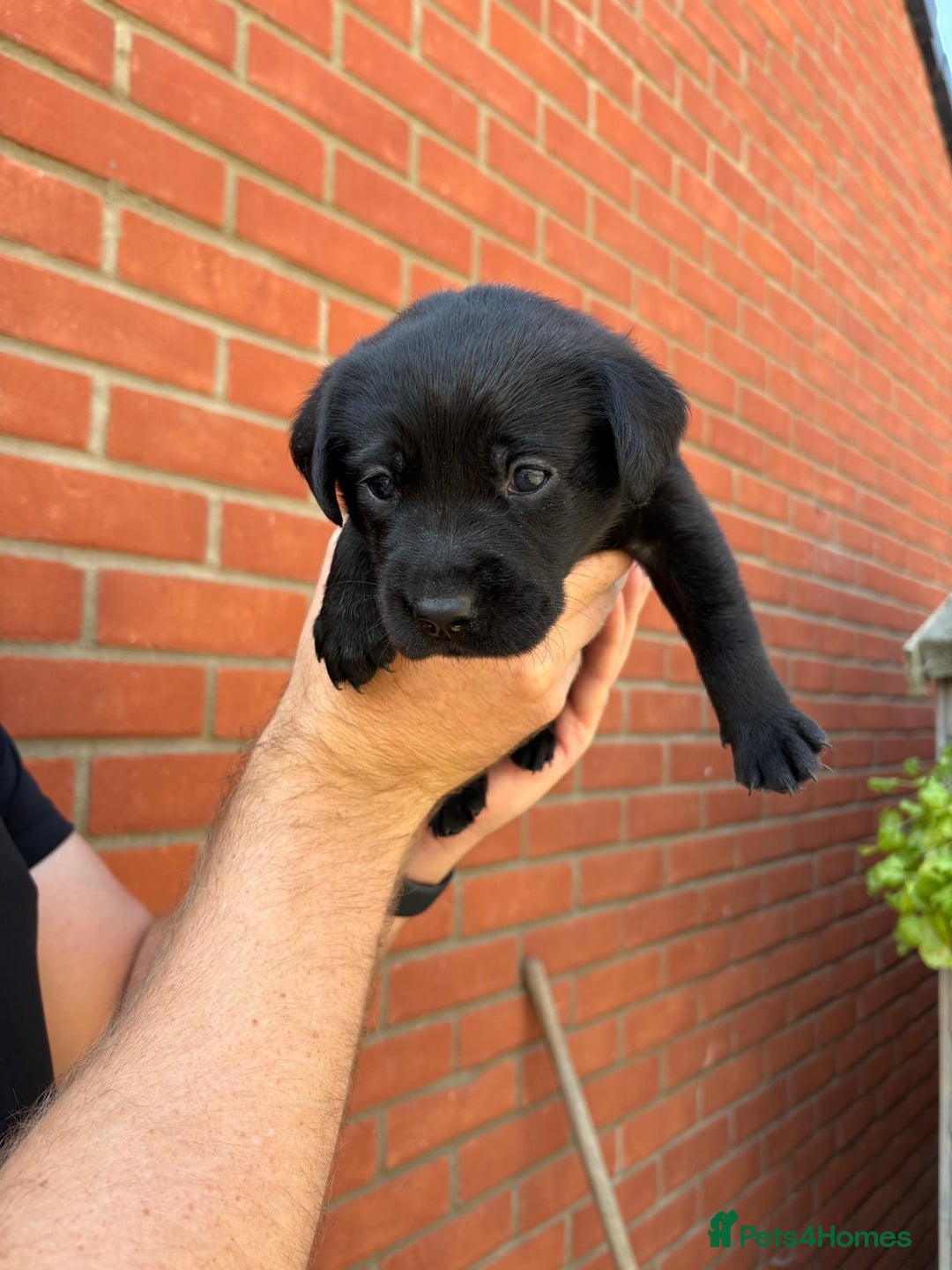 Labrador Retriever dogs for sale: KC Reg Black Labrador Puppies - Image 25