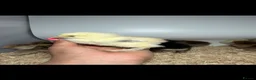 Chickens poultry for sale: USA Bearded silkies, Brahmas, Vorwerk  - Advert 10
