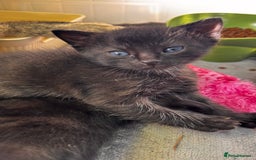 Mixed Breed cats for sale: Beautiful kittens 🐈‍⬛  - Image 13