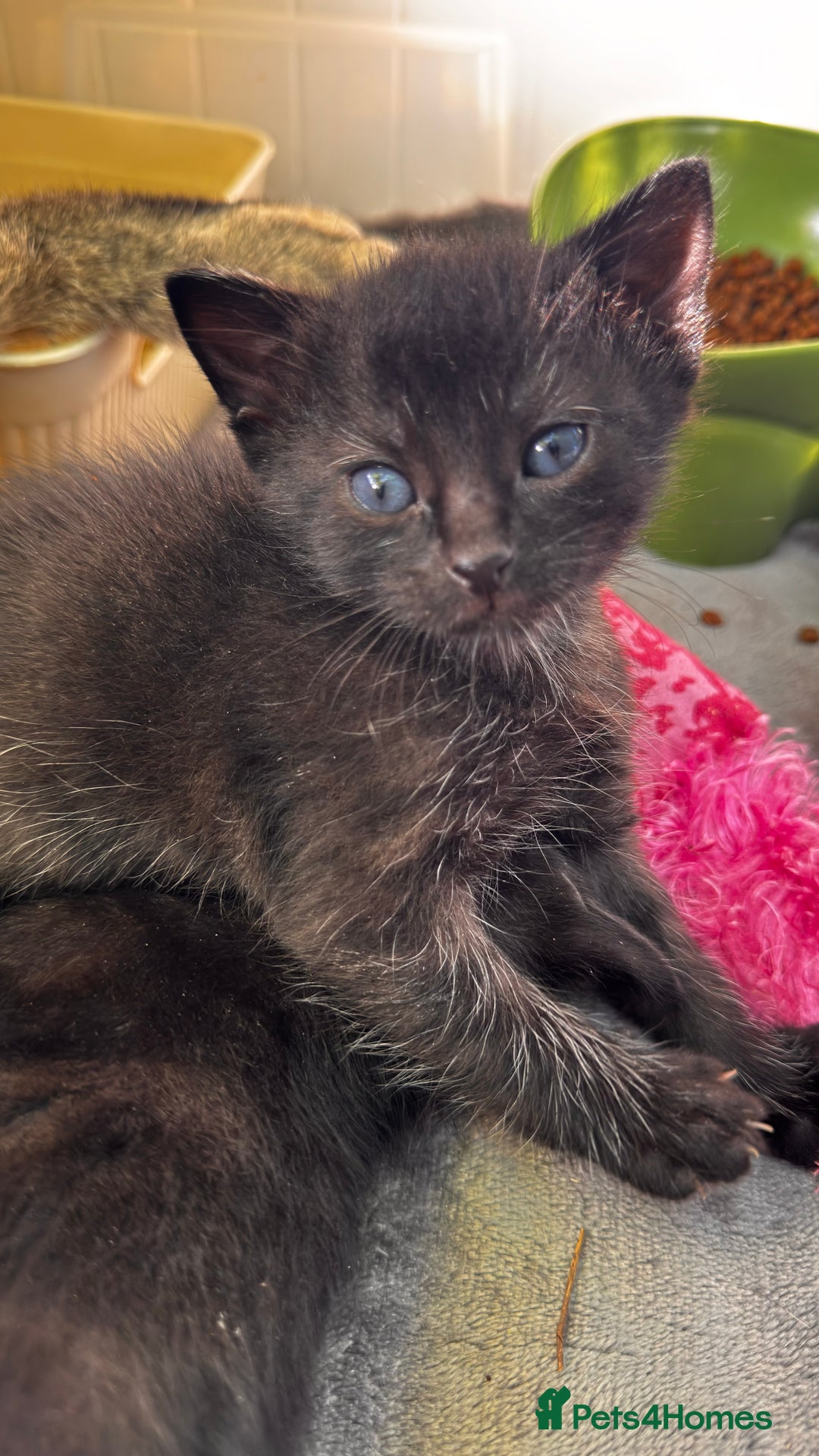 Mixed Breed cats for sale: Beautiful kittens 🐈‍⬛  - Image 13