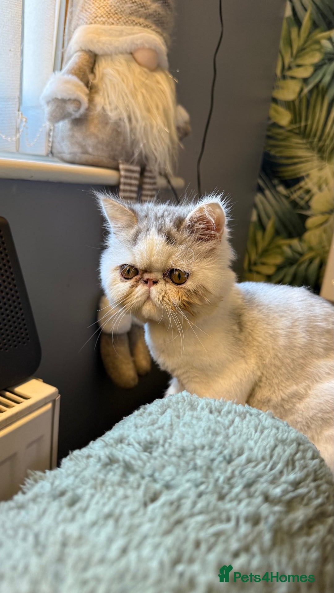 Persian cats for sale: Cuddly and friendly Persian boy kitten  - Advert 8