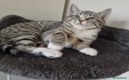 British Shorthair cats for sale: British Short Hair Cross Ragdoll Kitten  - Image 5