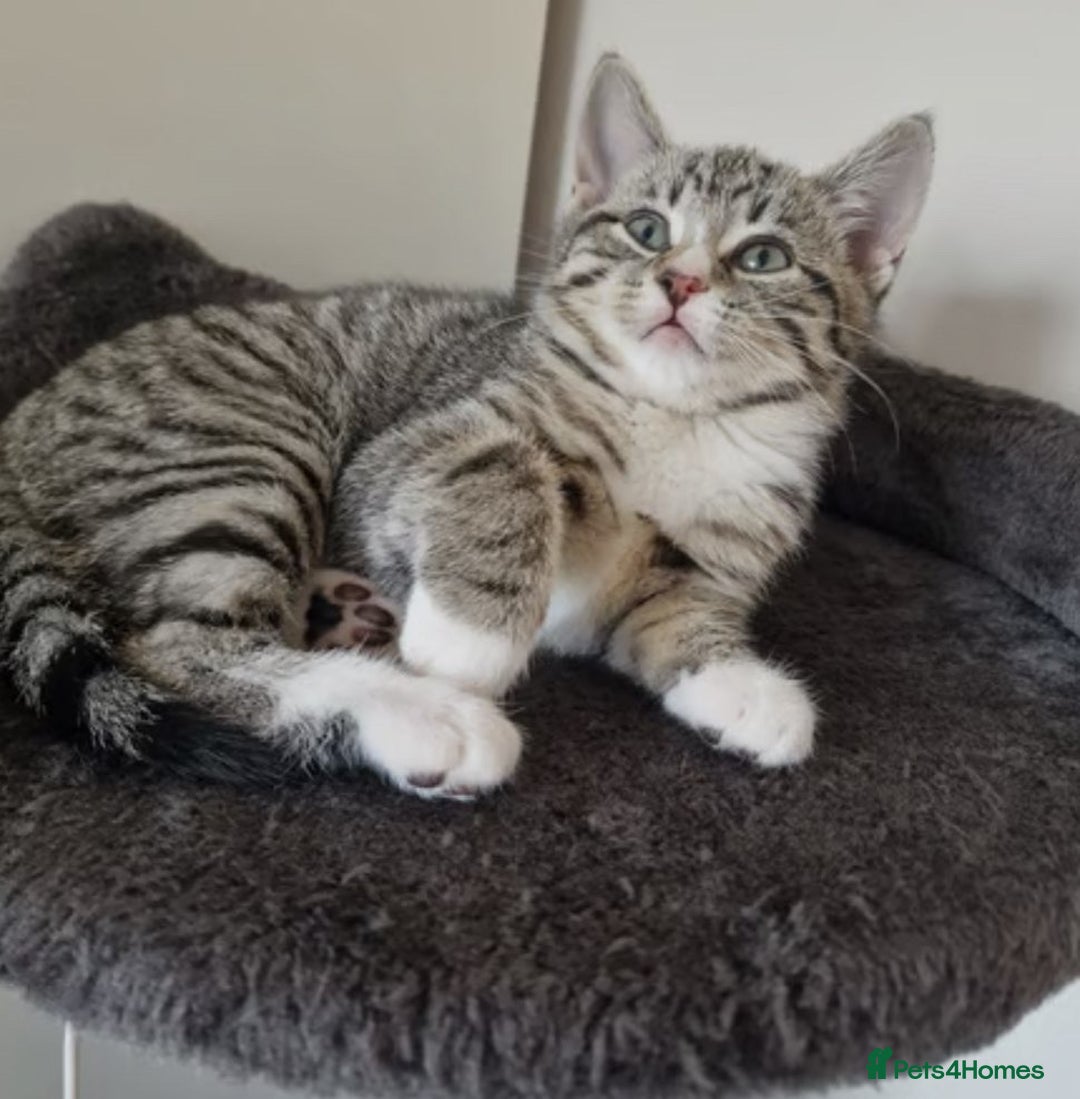 British Shorthair cats for sale: British Short Hair Cross Ragdoll Kitten  - Image 5