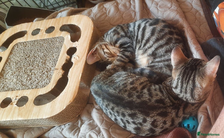 Bengal cats - Advert 8