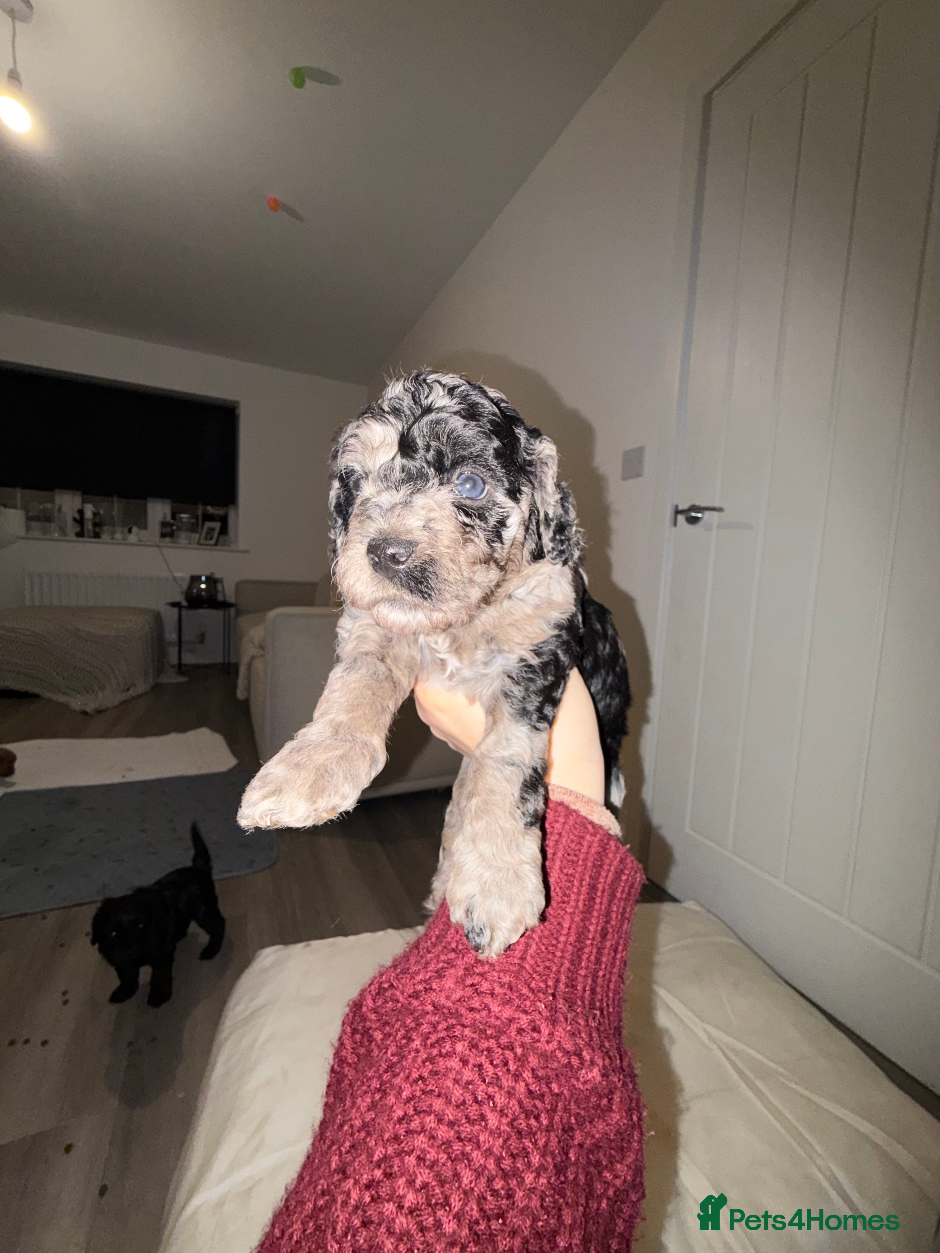 Cavapoo dogs F1 B Cavapoo’s - Advert 2