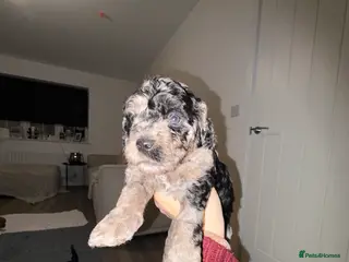 Cavapoo dogs F1 B Cavapoo’s - Advert 2