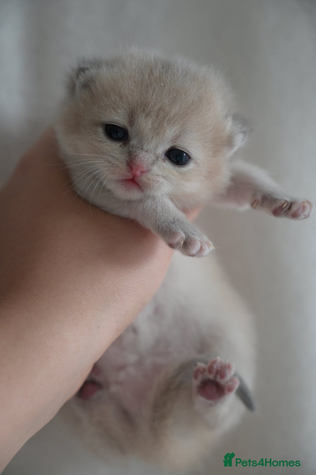 British Shorthair cats for sale: Golden Shaded Kittens WCF & TICA Registered - Image 16