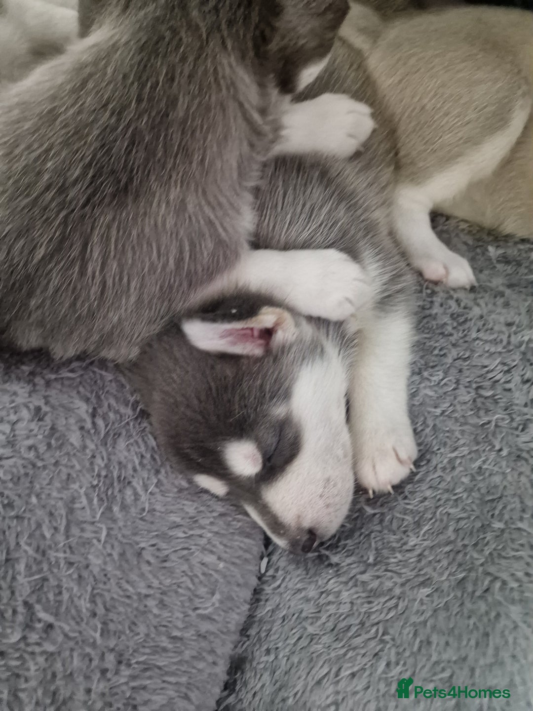 Siberian Husky dogs for sale: 4 lovely husky puppies for sale  - Image 6